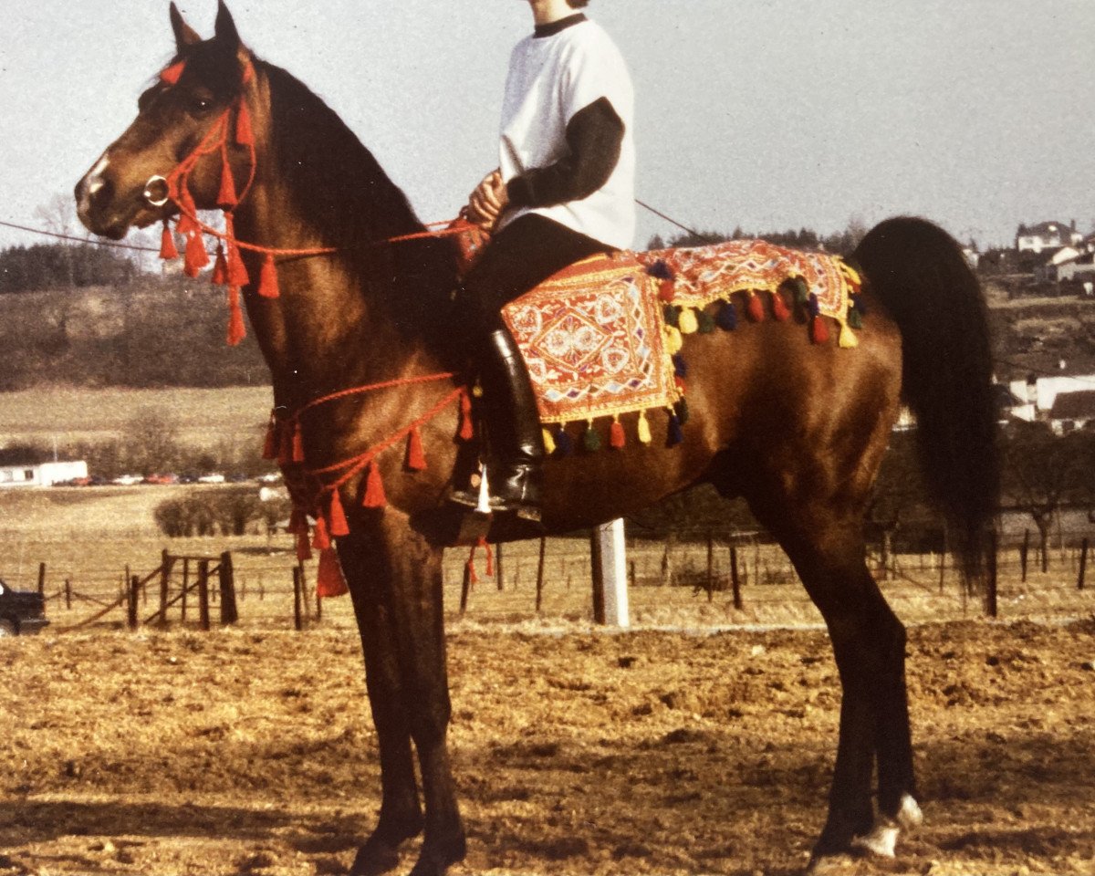 stallion Usor (Arabian purebred,  , from Topol 1958 ox)