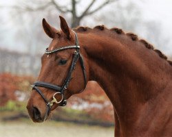 Dressurpferd Fame (Hannoveraner, 2015, von Farrell)