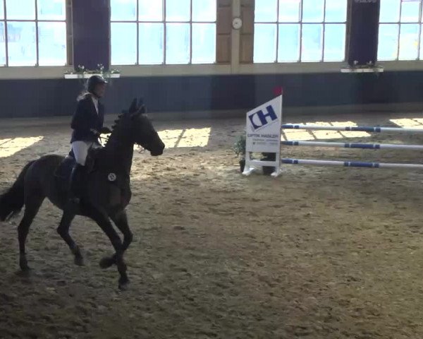 Hallenspringturnier Weilheim/Teck 2014