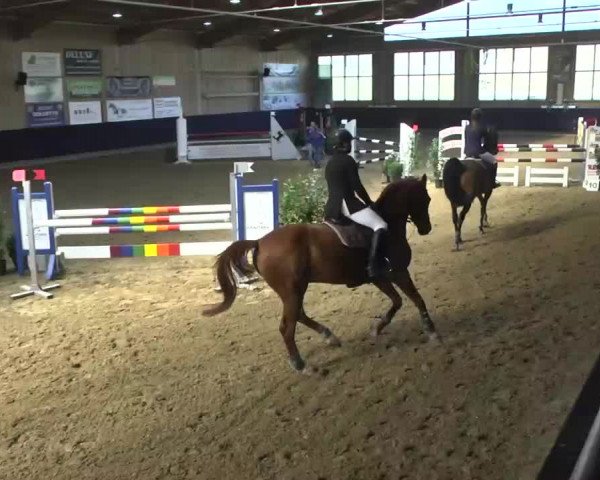 Hallenspringturnier Weilheim/Teck 2014
