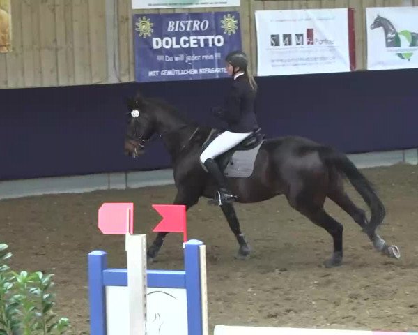 Hallenspringturnier Weilheim/Teck 2014