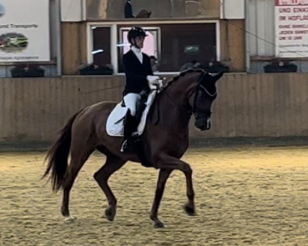 dressage horse Indian Summer 146 (Hanoverian, 2018, from Asgard's Ibiza)