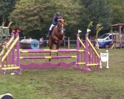 Springpferd Flummy 13 (Deutsches Reitpony, 2008, von For Kids Only)