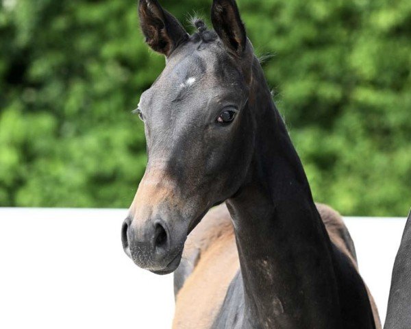 horse Fiala (German Sport Horse, 2023, from Follow Him´s Schönweide)
