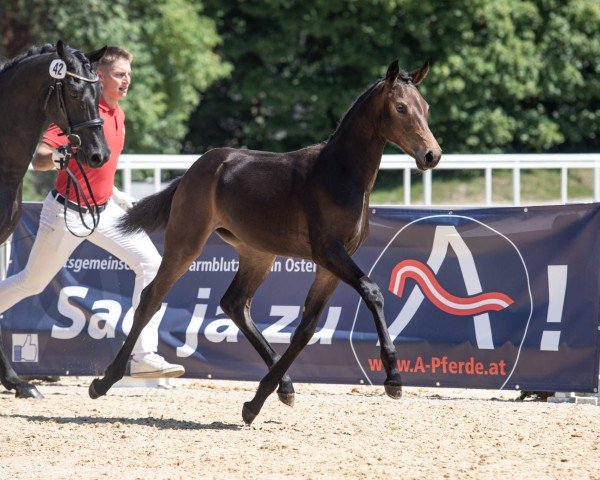 Pferd Buena (Österreichisches Warmblut, 2023, von DSP VA Bene)
