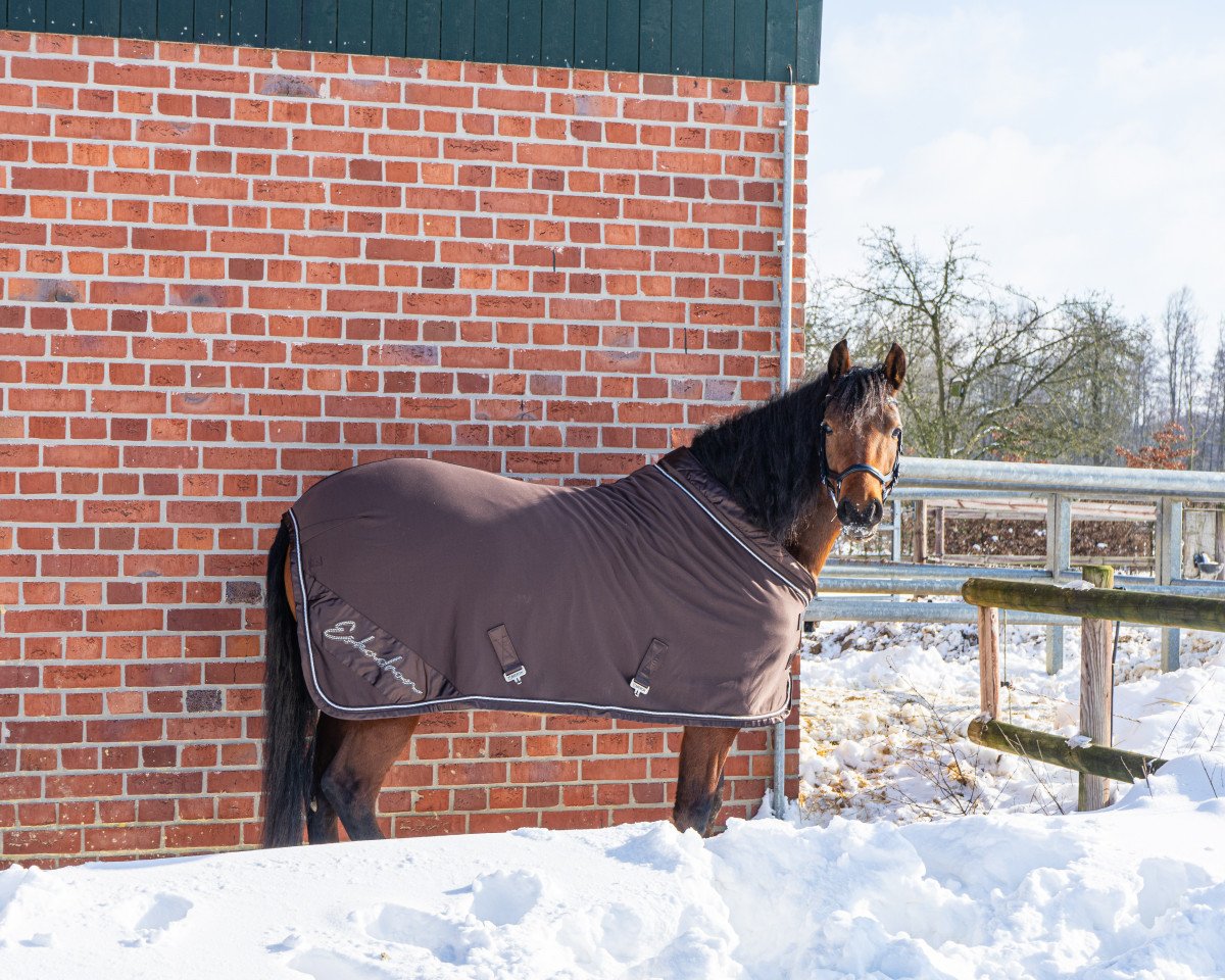 horse Grietje H (German Riding Pony, 2017, from Davenport II)