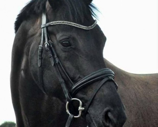 Dressurpferd Diara Daliya (Westfale, 2015, von Don Nobless)