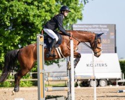 jumper Little Bumblebee (Pony without race description, 2017)