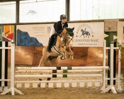 Springpferd Tango 331 (Deutsches Reitpony, 2009, von Top Champy)