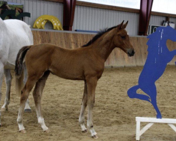 horse Stute von Baloucan / Carnaby (Holsteiner, 2024, from Baloucan)
