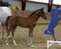Pferd Stute von Baloucan / Carnaby (Holsteiner, 2024, von Baloucan)