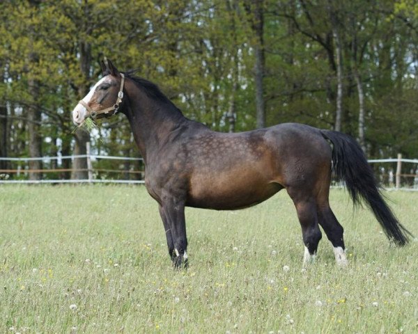 broodmare Genesis (Westphalian, 2000, from Gralserbe)