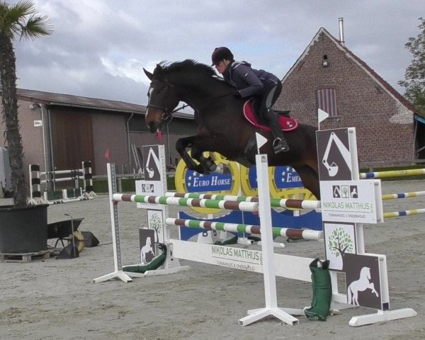 Zuchtstute Maribra (Belgisches Warmblut, 2012, von Numero Uno)