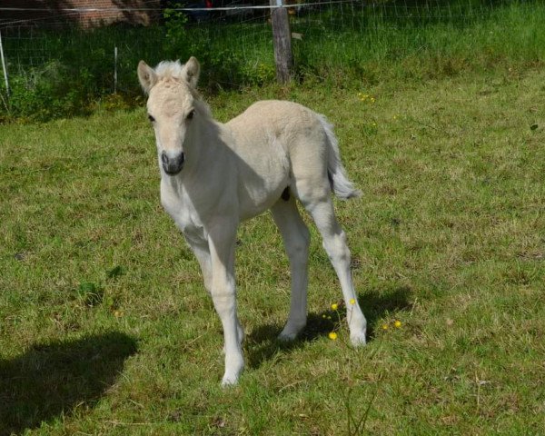 horse Cjell (Fjord Horse, 2021, from Caron vom Eekbarg)