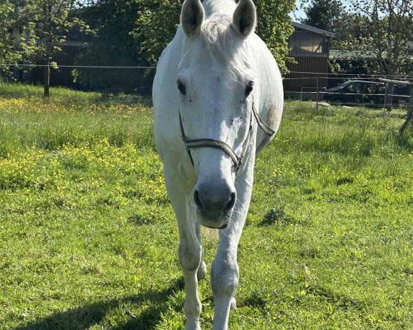 Springpferd Lui 92 (Oldenburger, 2011, von Last Man Standing)