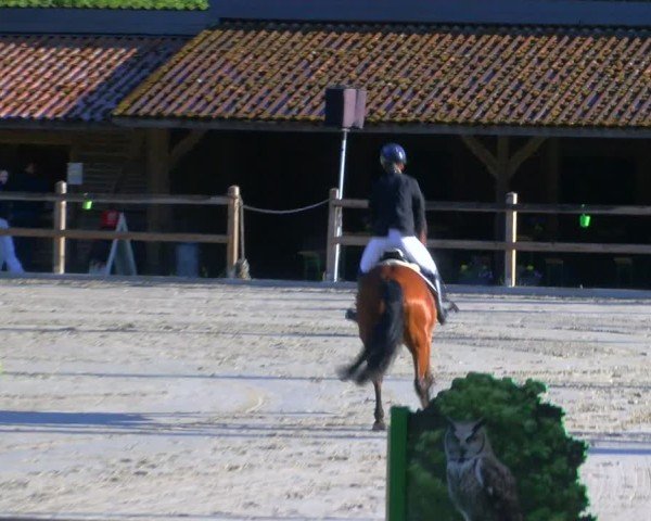 Reitturnier Alvern 2025