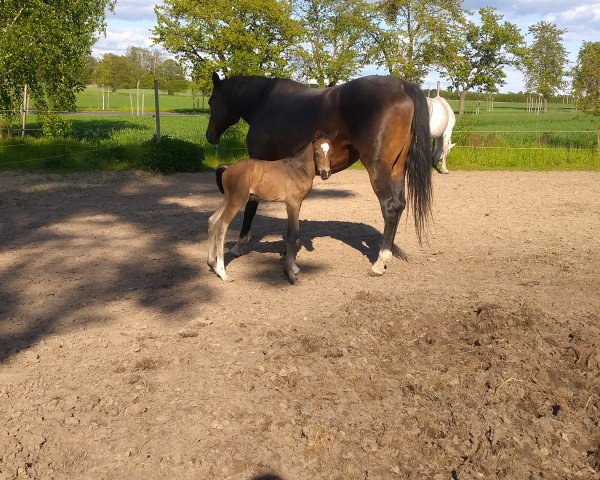horse Blubbel (German Sport Horse, 2021, from Belantis II)