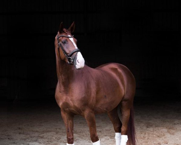dressage horse Brunhilde 17 (Hanoverian, 2016, from Borsalino)