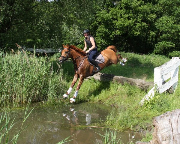 jumper Fakir 103 (Trakehner, 2009, from Dramatiker)