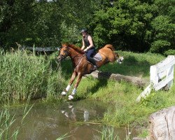 jumper Fakir 103 (Trakehner, 2009, from Dramatiker)