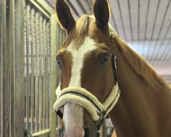 Springpferd Aoc Jack (Irish Sport Horse, 2013, von Obos Quality)
