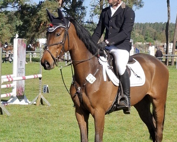 Springpferd Carbell von Feldheim (Deutsches Sportpferd, 2020, von Carinue)