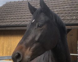 jumper Djoya CH (Swiss Warmblood, 2014, from Diarado)