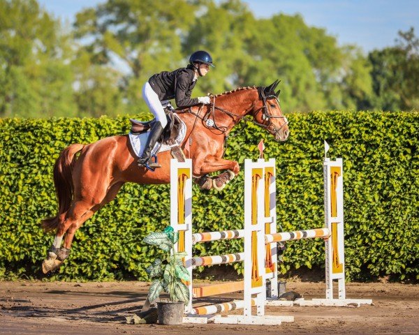 jumper Apfelsinchen (Hanoverian, 2018, from Adlantico As)