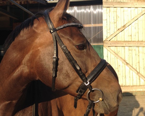 horse A-Hispania (Holsteiner, 2008, from Hermes d'Authieux AA)