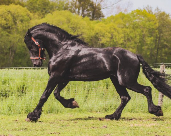 stallion Aturio vom Buchholzwald (Friese, 2016, from Thorben 466)