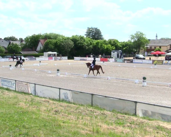 Reitturnier Mallersdorf-Pfaffenberg/Ndb. 2025