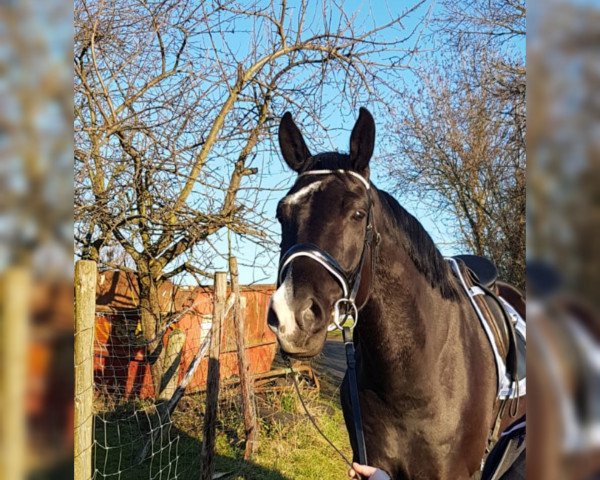 horse Figo (Rhinelander, 2015, from Feedback 16)