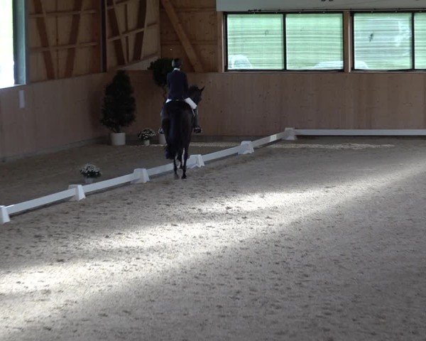 Reitturnier Aadorf 2025