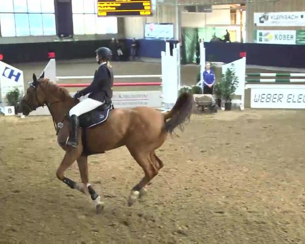 Hallenspringturnier Weilheim/Teck 2014