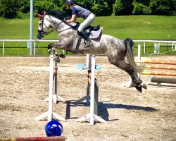 jumper Calidia Melloni (Holsteiner, 2015, from Calido I)