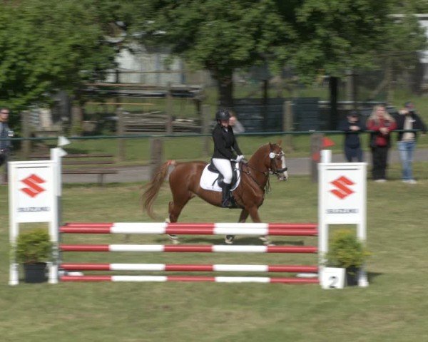 Reitturnier Buckow bei Beeskow (LOS) 2025