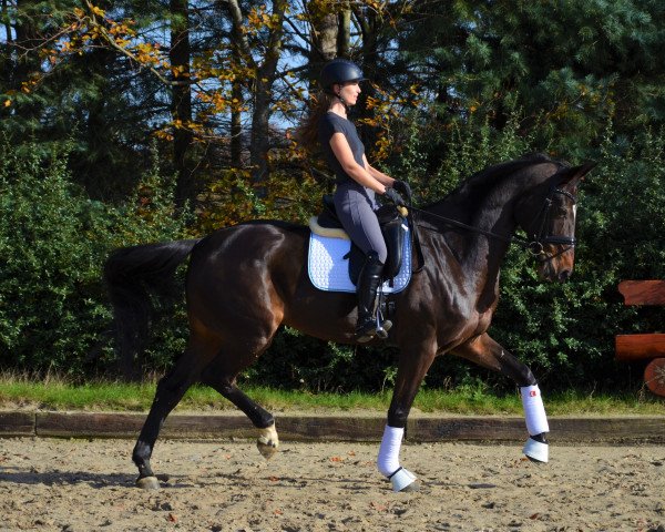 dressage horse Amira 231 (Westphalian, 2011, from Apache) dressage horse Amira 231 (Westphalian, 2011, from Apache)