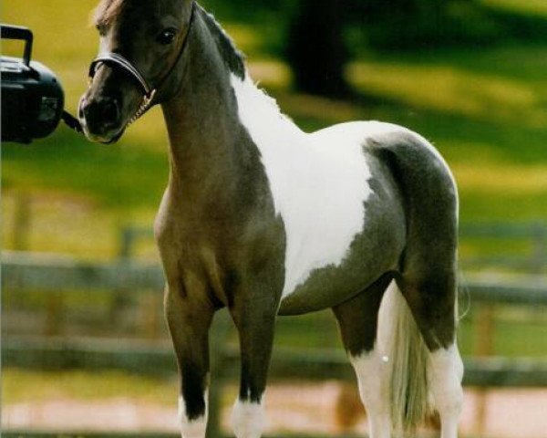 stallion Fallen Ash Scouts Velvet Legacy (American Miniature Horse, , from L&D Scout) stallion Fallen Ash Scouts Velvet Legacy (American Miniature Horse, , from L&D Scout)