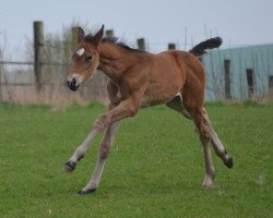 Springpferd Baloubelle 7 (Westfale, 2017, von Balous Bellini)
