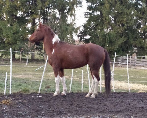 Pferd Bambi 4 (Quarter Horse, 2005, von Samenco I B)