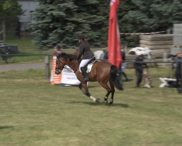 Reitturnier Buckow bei Beeskow (LOS) 2025