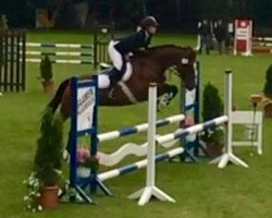 jumper Diano 14 (Westphalian, 1998, from Dinard L)