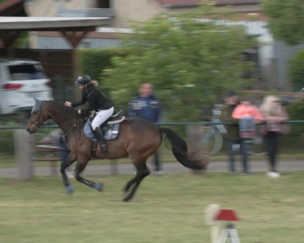 Reitturnier Buckow bei Beeskow (LOS) 2025