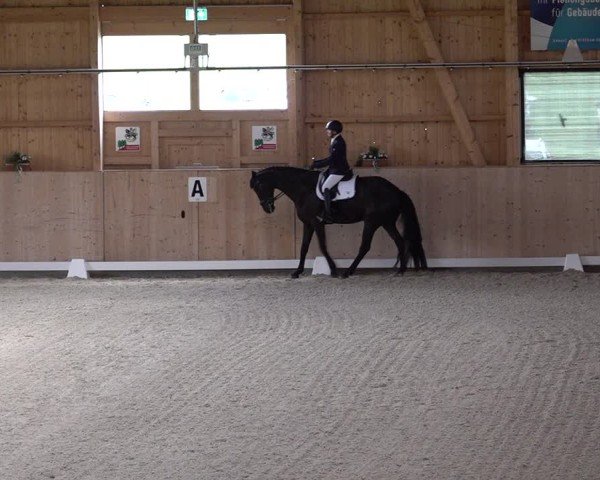 Reitturnier Aadorf 2025