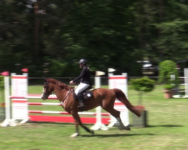 Reitturnier Zeven 2025