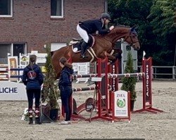 Springpferd Cassaltina (Hannoveraner, 2017, von Casallco)