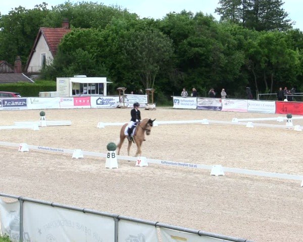Reitturnier Mallersdorf-Pfaffenberg/Ndb. 2025