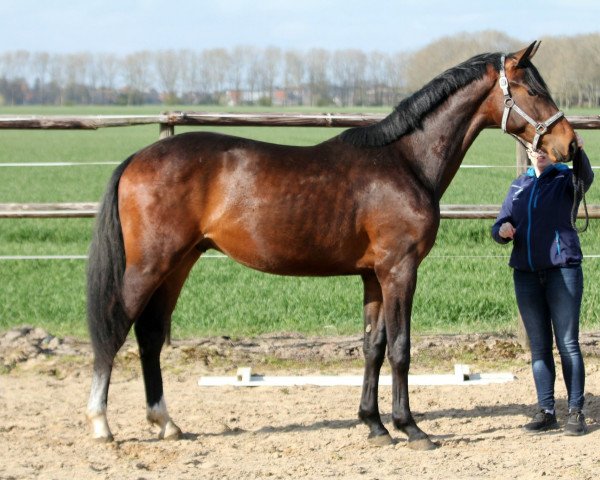 dressage horse Fürstiano (Hanoverian, 2019, from Fürst Belissaro)