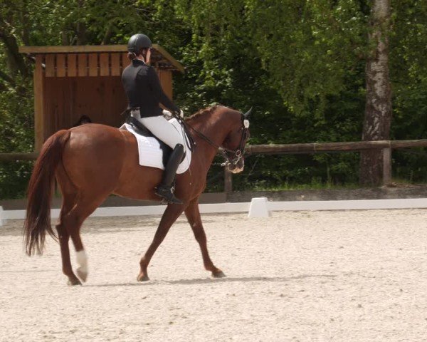 Reitturnier Leonberg 2025