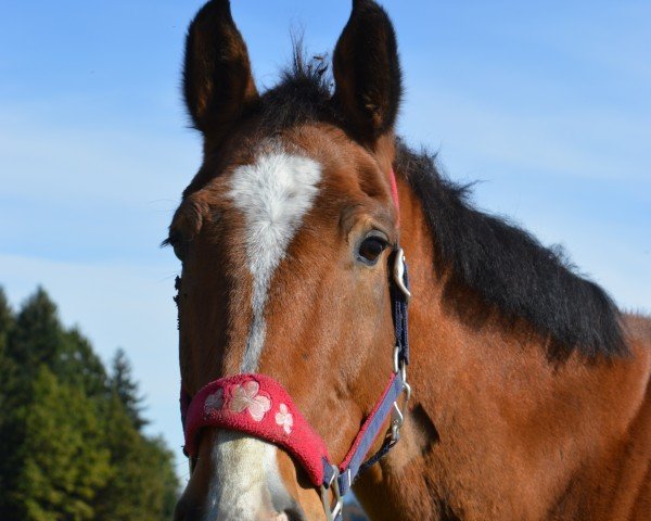 horse Anjo 27 (Württemberger, 1997, from Adriano)